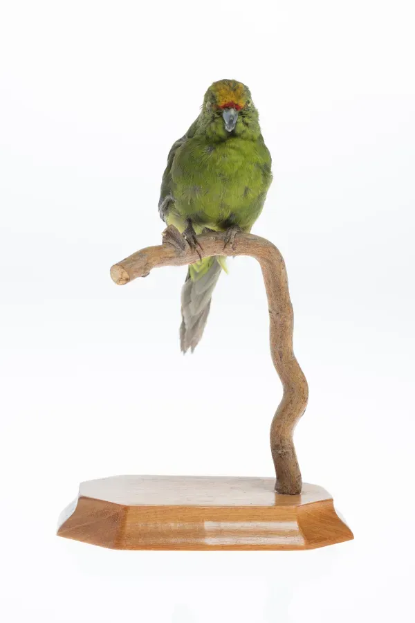 File:Cyanoramphus auriceps (AM LB8447-1).jpg