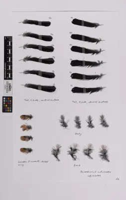 File:Philesturnus rufusater (AM LB14699-1).jpg