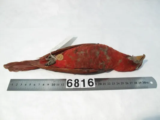 File:Chalcopsitta cardinalis (AM LB6816-6).jpg