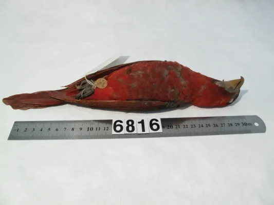 File:Chalcopsitta cardinalis (AM LB6816-7).jpg