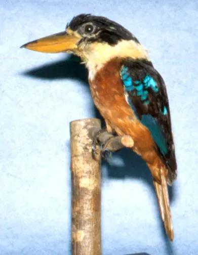 File:Dacelo gaudichaud (AM LB8139-5).jpg