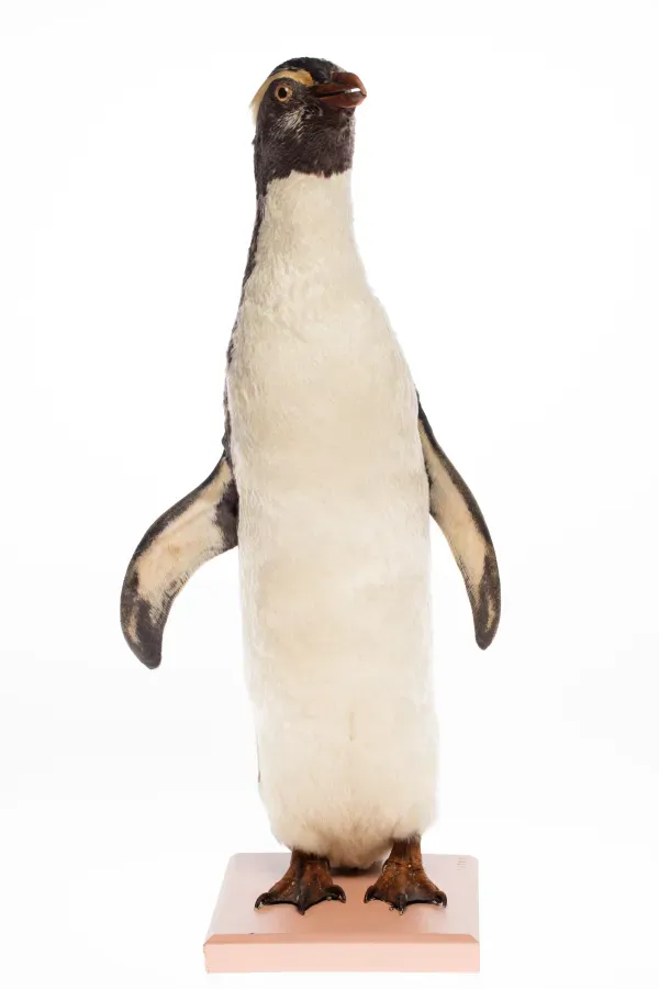 File:Eudyptes pachyrhynchus (AM LB14788-1).jpg