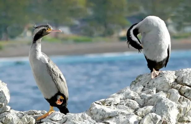 File:Spotted Shag. NZ (Phalacrocorax punctatus). (29350774683).jpg