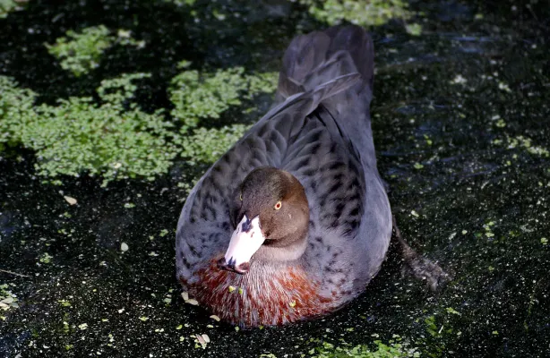 File:Blue duck. Whio (Hymenolaimus malacorhynchos) (8177499171).jpg