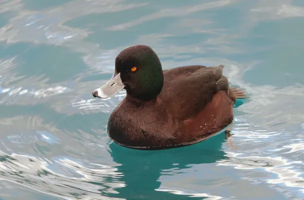 File:New Zealand Scaup (Aythya novaeseelandiae) (14553997616).jpg