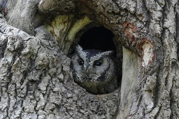 File:Collared scops owl (Otus lettia).jpg