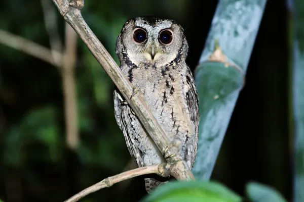 File:Collared Scops Owl(Otus lettia) by Jack Walf .jpg