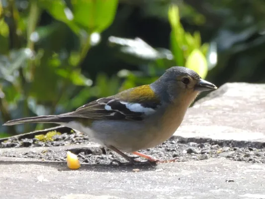 File:Fringilla coelebs maderensis (13824813195).jpg