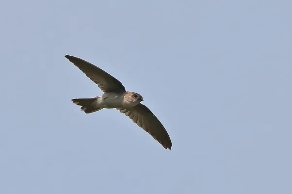 File:Asian Palm Swift (Cypsiurus balasiensis).jpg