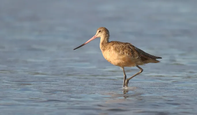 File:Limosa fedoa (Marbled Godwit) 1APR2017.jpg
