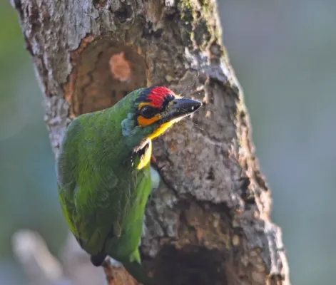File:Crimson-fronted Barbet AKA Ceylon Small Barbet (Psilopogon Rubricapillus).jpg