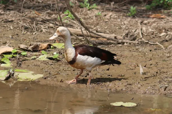 File:Radjah shelduck, Kakadu National Park.jpg