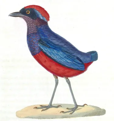 File:Erythropitta granatina 1838, crop.jpg