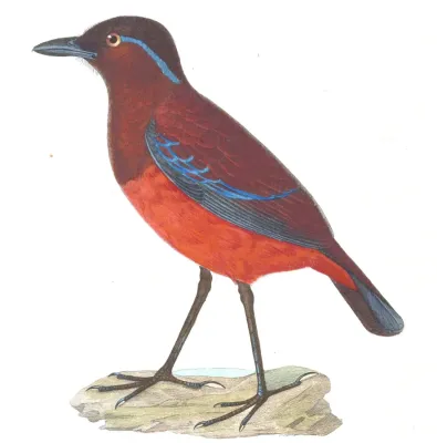 File:Erythropitta venusta 1838, crop.jpg