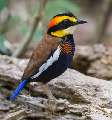 File:Hydrornis irena male by Jason Thompson, crop.jpg