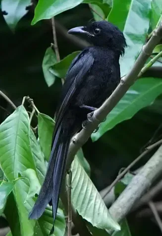 File:Andaman Drongo (Dicrurus andamanensis) in tree (cropped).jpg