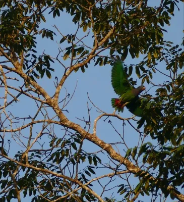 File:Blue-headed Parrot (Pionus menstruus) (39918716221).jpg