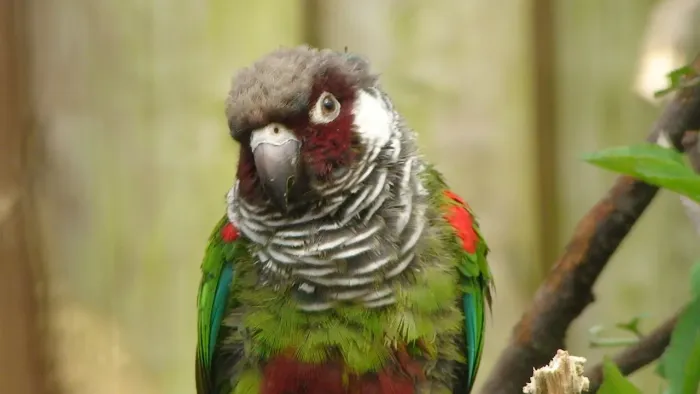 File:Pyrrhura griseipectus -upper body-8a.jpg
