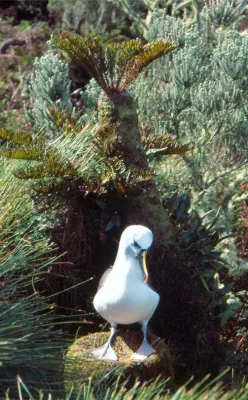 File:Thalassarche chlororhynchos on Gough Island.jpg