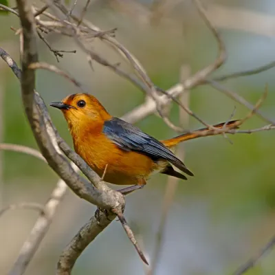 File:Red-capped robin-chat (or Natal robin), Cossypha natalensis, at Ithala Game Reserve, Kwa Zulu-Natal, South Africa (39023328225).jpg