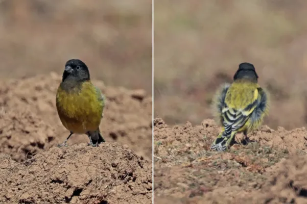 File:Abyssinian siskin (Serinus nigriceps) male.jpg