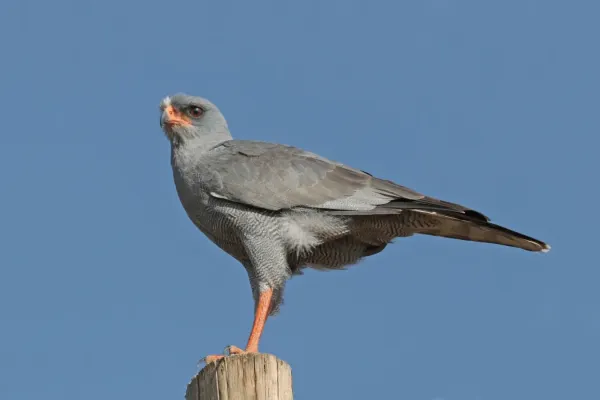 File:Eastern chanting goshawk (Melierax poliopterus).jpg