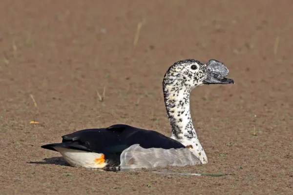 File:Knob-billed duck (Sarkidiornis melanotos) male.jpg