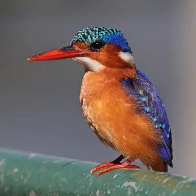 File:Malachite kingfisher (Corythornis cristatus stuartkeithi).jpg