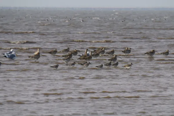 File:Scolopacidae birds and Larus vegae in Higashiyoka-higata 2018-02-03.jpg