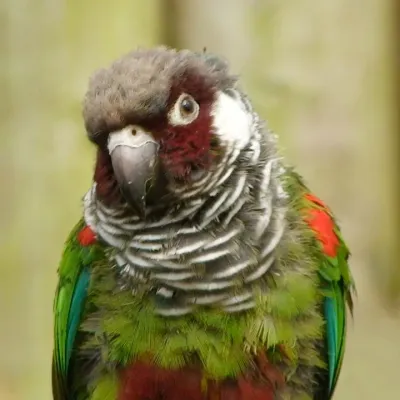 File:Pyrrhura griseipectus -upper body-8a-2c.jpg