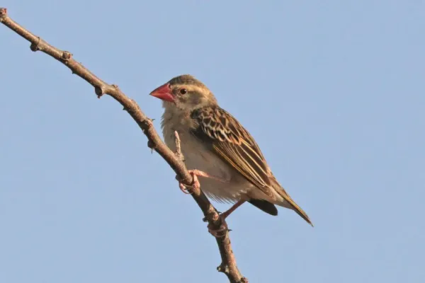 File:Red-billed quelea (Quelea quelea aethiopica) female.jpg