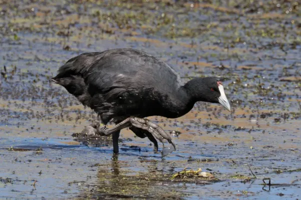 File:Red-knobbed coot (Fulica cristata) non-breeding.jpg