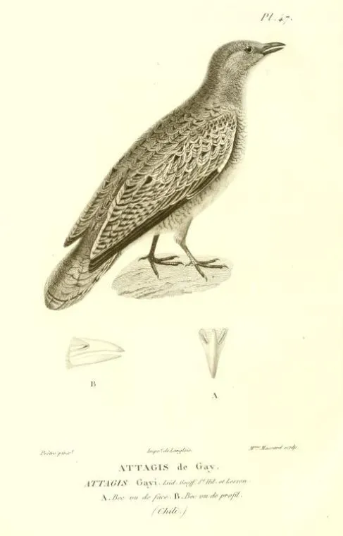 File:Attagis gayi.jpg
