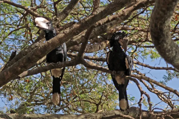 File:Silvery-cheeked hornbills (Bycanistes brevis) male (left) female (right).jpg