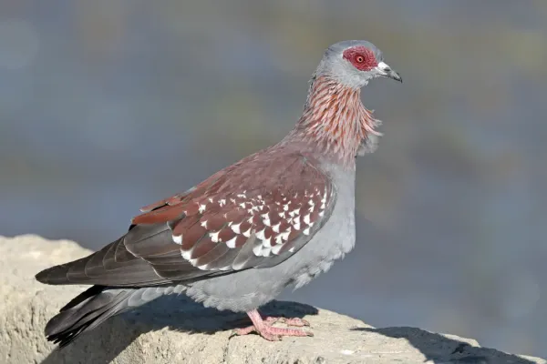 File:Speckled pigeon (Columba guinea guinea) Ethiopia.jpg