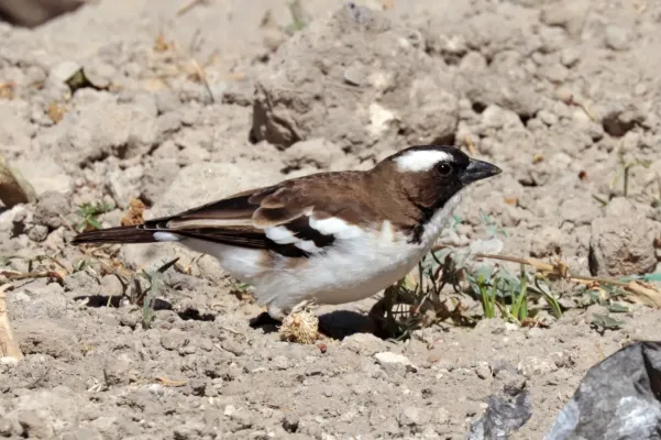 File:White-browed sparrow-weaver (Plocepasser mahali melanorhynchus) male.jpg