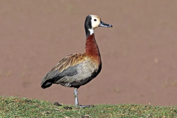File:White-faced whistling duck (Dendrocygna viduata).jpg