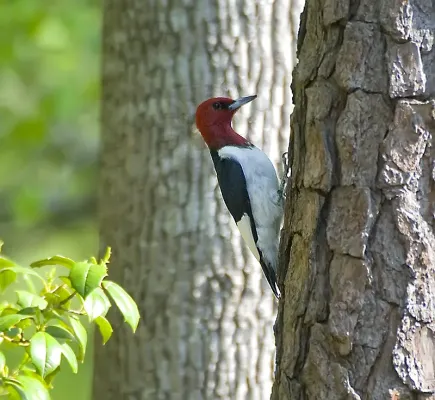 File:Melanerpes erythrocephalus -tree trunk-USA.jpg