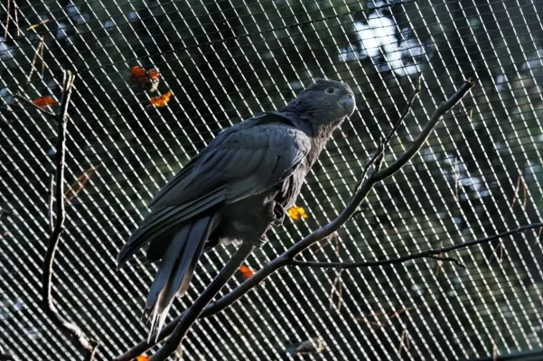 File:Coracopsis vasa -captive-6a.jpg