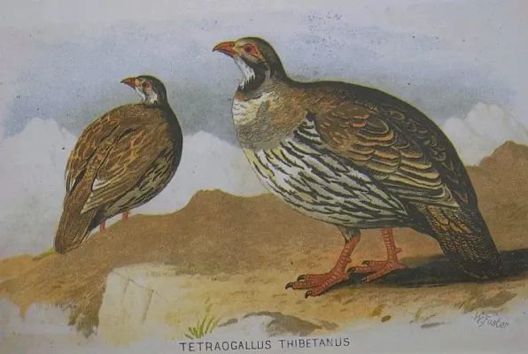 File:Tetraogallus tibetanus hm.jpg