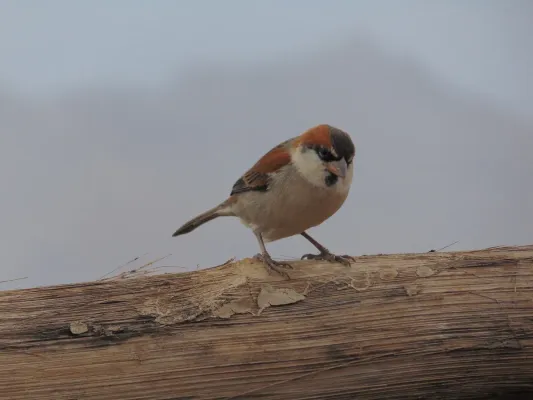 File:Passer Iagoensis, monte verde.jpg