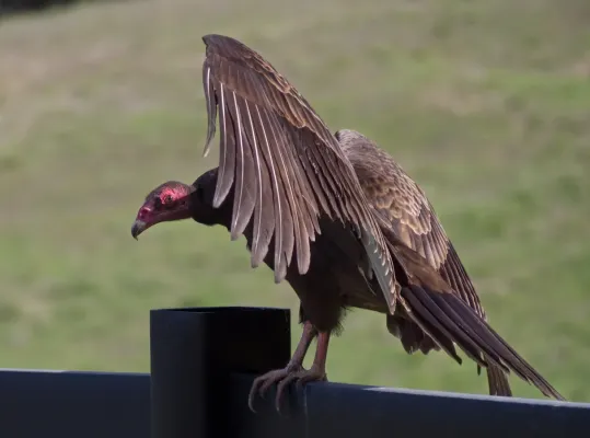 File:Turkey vultures (Cathartes aura) (01745)a.jpg
