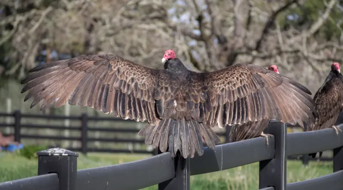 File:Turkey vultures (Cathartes aura) (01747).jpg