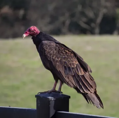 File:Cathartes aura (01736).jpg