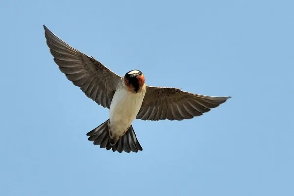 File:Petrochelidon pyrrhonota -flight -Palo Alto Baylands-8.jpg