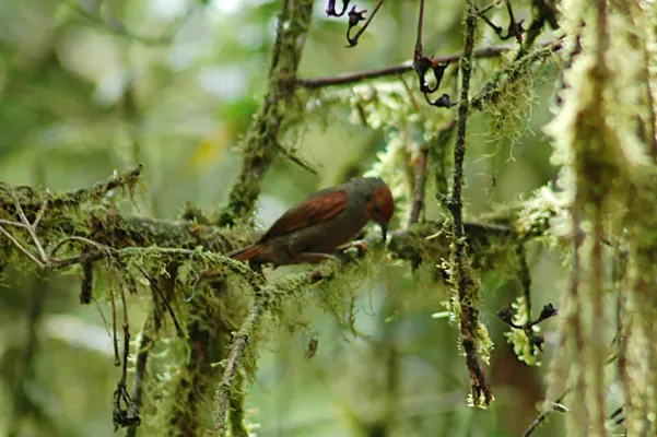 File:Red-faced Spinetail (Cranioleuca erythrops) 2015-06-10 (2) (39429589335).jpg