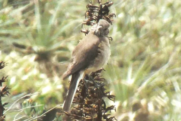 File:White-tailed Shrike-Tyrant (Agriornis albicauda) 2015-06-10 (2) (40327391861).jpg