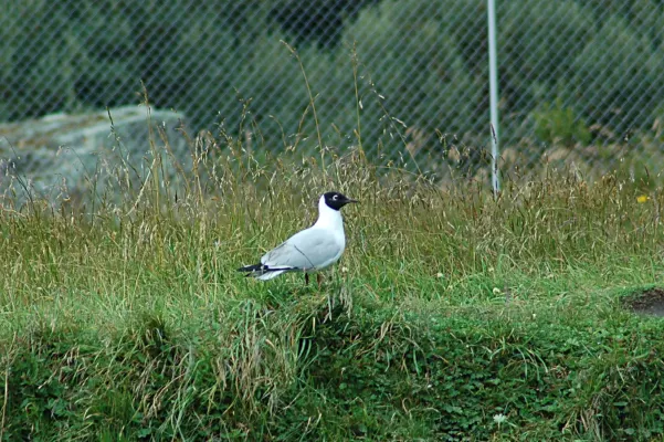 File:Andean Gull (Chroicocephalus serranus) 2015-06-10 (8) (25456059617).jpg
