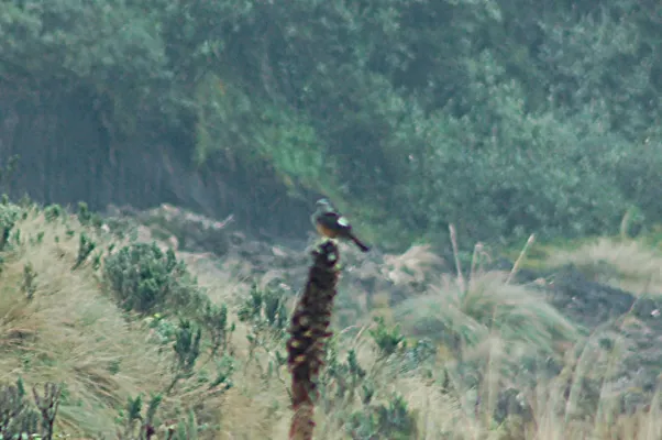 File:Red-rumped Bush-Tyrant (Cnemarchus erythropygius) 2015-06-10 (3) (25456067667).jpg
