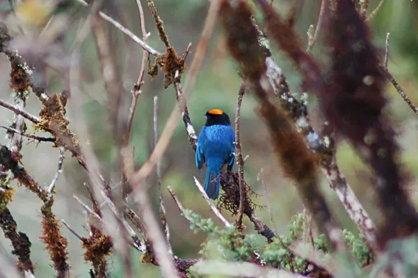 File:Golden-crowned Tanager (Iridosornis rufivertex) 2015-06-11 (7) (25456180437).jpg